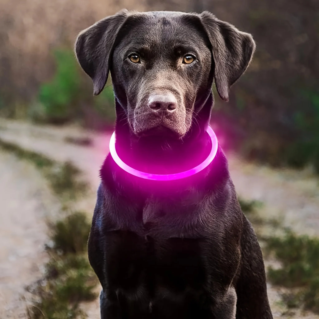 Collier lumineux chien en situation – visibilité automobilistes et cycliste