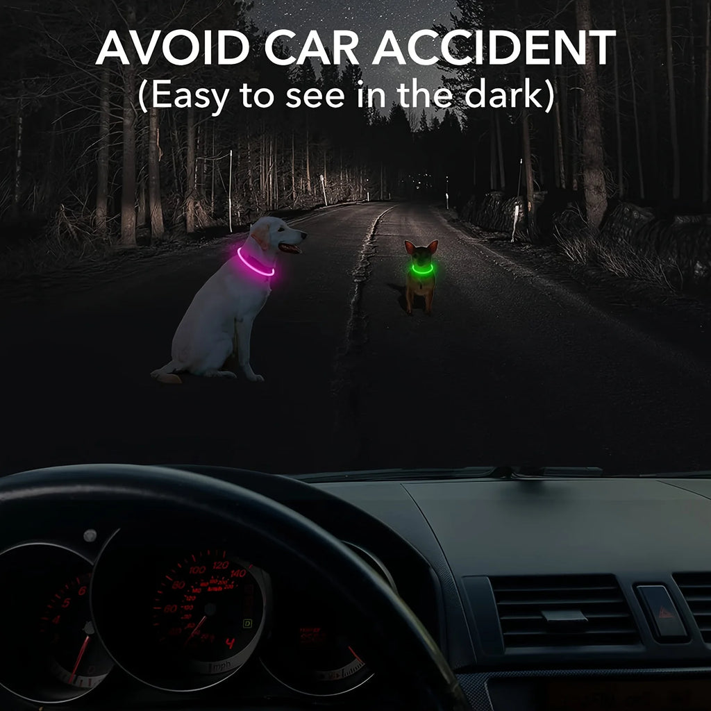 Collier LED chien allumé la nuit – sécurité balade forêt et route